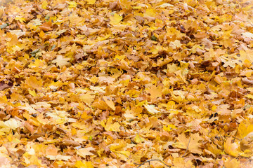 autumn background of yellow fallen leaves of maple and birch