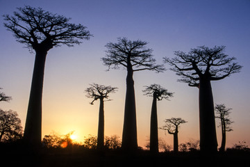Fototapeta na wymiar Giant Baobab in Avenue du Baobab, Morondava, Madagascar, Africa 