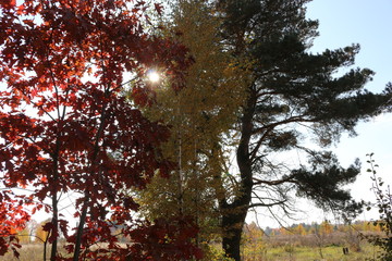 Autumn trees stand in the rays of the setting sun
