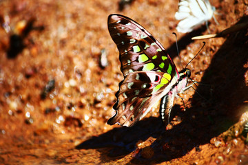 Butterfly crown eating salt earth on the ground of forest in Thailand.