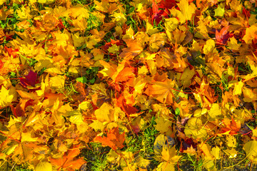 Autumn Fall Maple Leaves on Green Grass