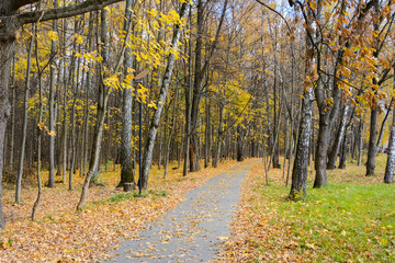 paved path in the Park in yellow fallen leaves. cloudy weather. autumn birches and mountain ash