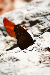 Orange Butterfly crown eating salt earth on the ground of forest in Thailand.