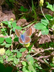 Papillon marocain région de tafraout 