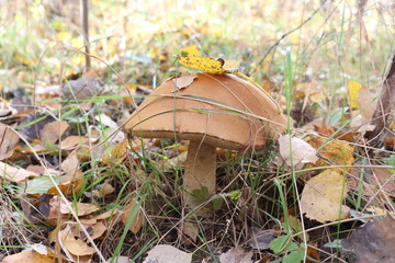  Mushroom grew in a cold autumn forest