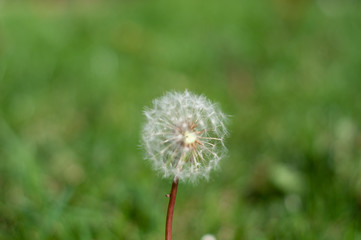 Fototapeta premium Garten im Herbst