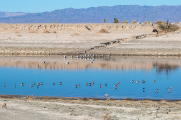 Fototapeta na wymiar Birds at the Salton Sea in California, with a blue sky overhead