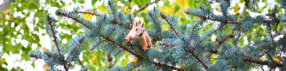 Horizontal banner for site with spruce branches and red squirrel © cosmosquirrel