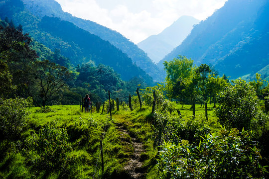 Cocora valley in coffee zone in Colombia