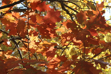  Red and orange leaves decorate autumn oaks