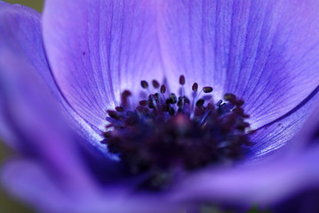 FLOR EN MACRO LILA
