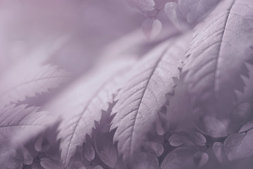 Autumn halftone  light purple background from leaves close-up. The composition of light violet leaves. Nature..