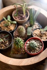 Succulent pots for home or office decoration