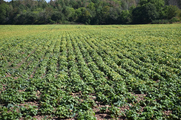 Fototapeta na wymiar Field with rows of brown beans plants