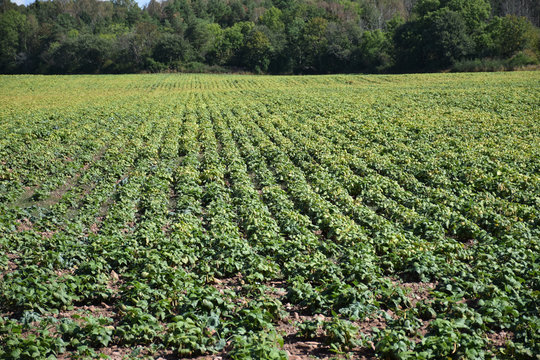 Field with rows of brown beans plants