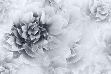 Floral white-gray background. Peonies flowers close-up on a transparent halftone light gray ...