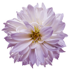 flower isolated.  purple-white dahlia on a white background. Flower for design. Closeup. Nature.