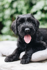 Giant Schnauzer puppy, 1-2 months