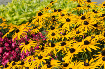 Yellow flowers of rudbeckia hirta blooming in summer garden in august, bright floral background - obrazy, fototapety, plakaty