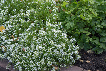 Fototapeta na wymiar White flowers of sweet alison (Lobularia maritima), beautiful groundcover and rockery plant with sweet fragrant flowers