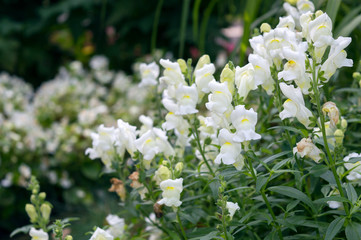 White flowers of antirrhinum majus Royal Bride blooming in autumn garden