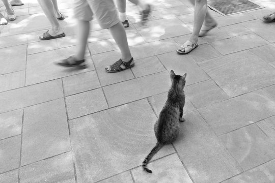 Lonely cat sitting on the street.People walk past the homeless animal.Black and white photo.