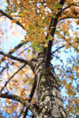 beech tree