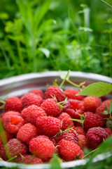 Pink fresh raspberries in an iron vessel in the garden on the background of green grass Berry Fruit Sadovina Healthy Food hack close up