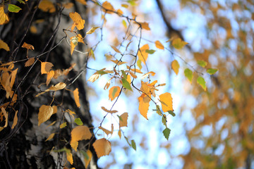 fall tree