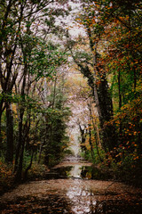 autumn nature at the stream