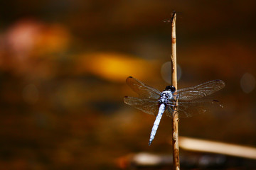 Red Dragonfly is an insect resting on dry branch near stream side in wildlife of forest at national park 