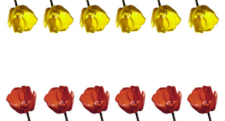 Желтые и красные тюльпаны в два ряда на белом фоне. Изолированный