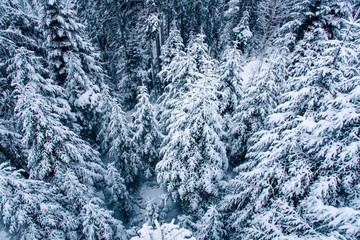 View of snow covered pine forest in Switzerland.