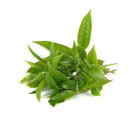 green tea leaf isolated on white background