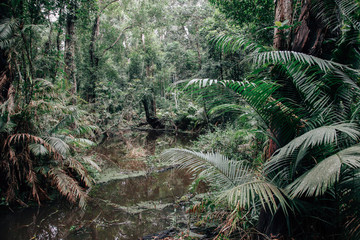 The Jungle in Thailand