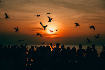 Peoples see beautiful sunset with many birds. Silhouette tone.