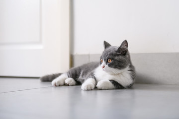 Cute British short Hairy cat