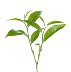 green tea leaf isolated on white background