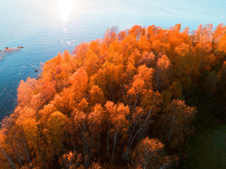 Aerial view over forest during vibrant autumn colors. Aerial view of seashore with stone. Coastline with sand and water. Aerial drone view of forest with yellow trees and lake landscape from above