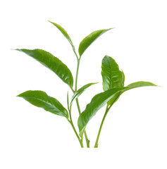green tea leaf isolated on white background