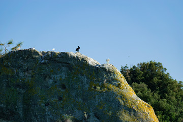 Gabbiani posati sulle scogliere dell'Isola Bisentina