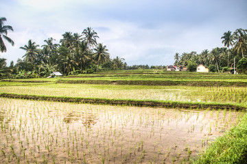 Fototapeta na wymiar Landscape with many rice fields near the town Ubud on Bali, Indonesia 