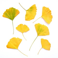 autumn ginkgo biloba leaves isolated on white background