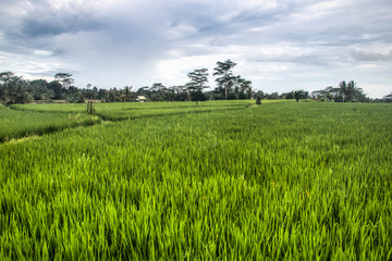 Landscape with many rice fields near the town Ubud on Bali, Indonesia
