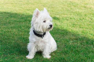 Naklejka na ściany i meble West Highland White Terrier in the garden