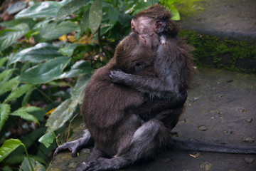 The monkey sanctuary is one of the most famous tourist spots in Ubud on Bali, Indonesia
