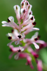 FUMARIA CAPREOLATA. CONEJILLOS O PALOMILLA PINTADA 
