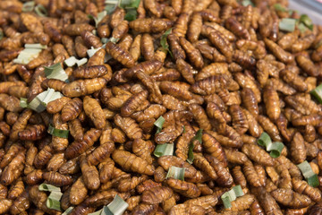 Delicious fried silkworms is one kind of Thailand street food