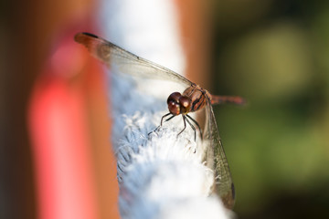 dragonfly perched on rope.