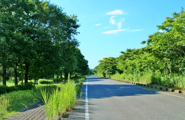 空　緑　遊歩道　渡良瀬遊水地　夏